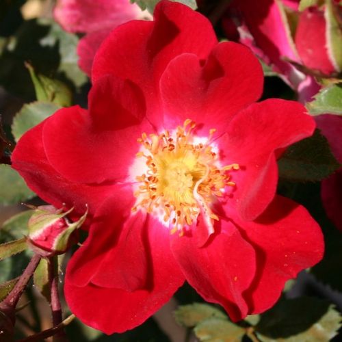 Vendita, rose rose tappezzanti - rosso - Rosa Sommerabend® - rosa non profumata - W. Kordes & Sons - ,-